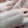Vịt móc nguyên con - Ảnh 4