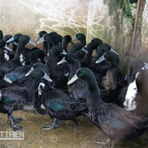 Vịt Kỳ Lừa